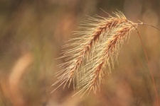 Wheat Grass Close-up Background