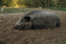 Wild Boar Wild Boar Pig