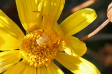 Yellow flower crab spider