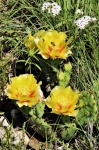Gele Prickly Pear Cactus bloeit