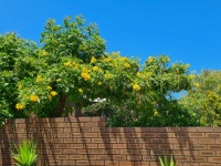 黄色いトランペットの花の木