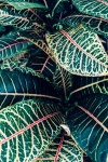 ゼブラ植物の葉
