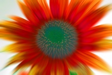 Zoom blur image of a sunflower