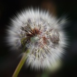 Zoom burst of fluffy pampeliška seed