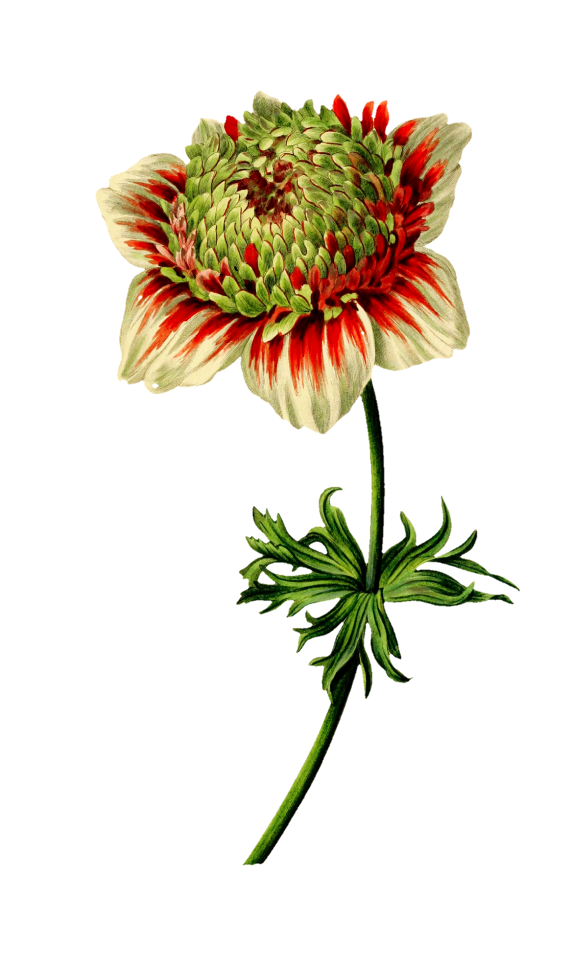 Flower Painted Art Clipart Free Stock Photo Public Domain Pictures