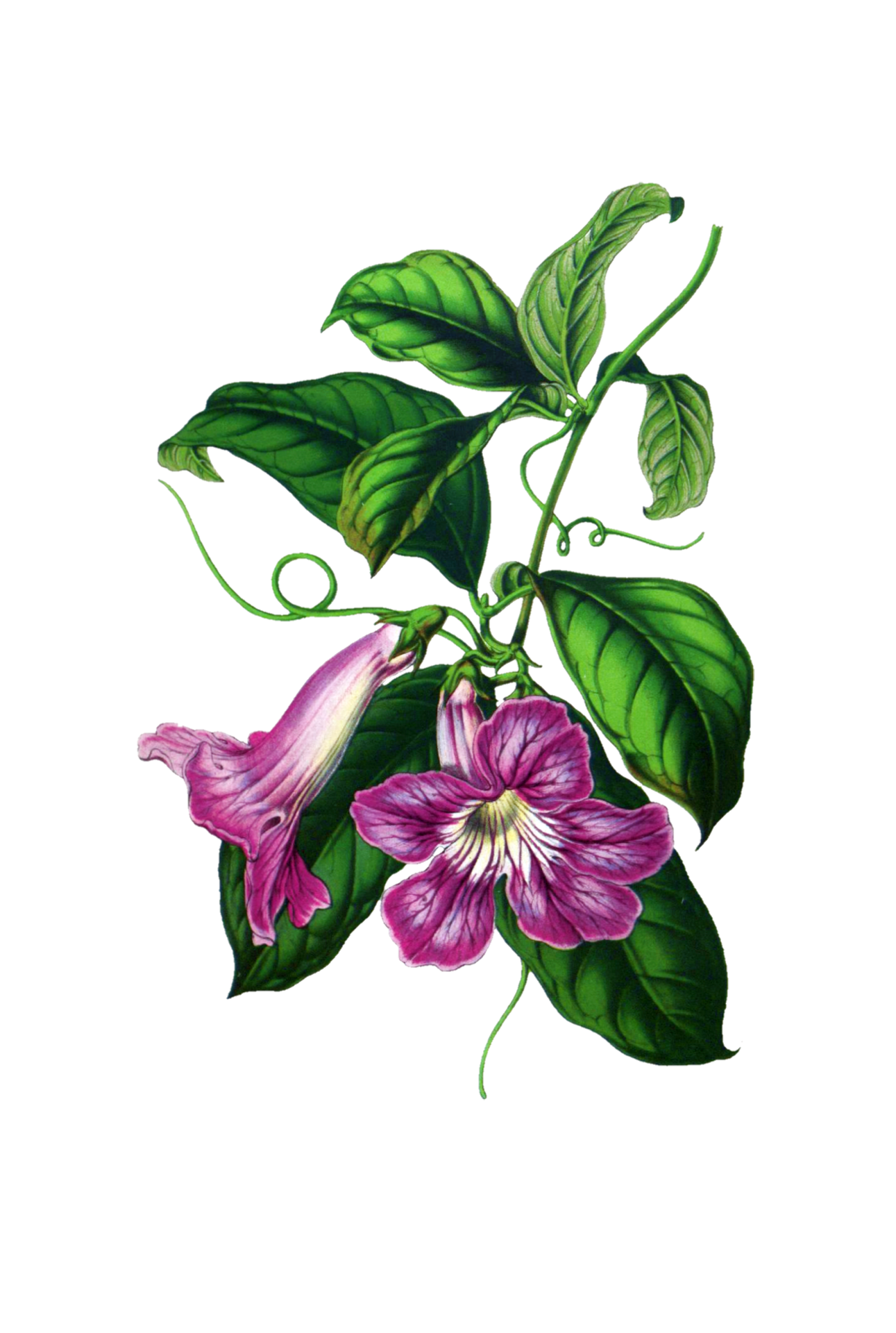 Flower Painted Art Clipart Free Stock Photo Public Domain Pictures