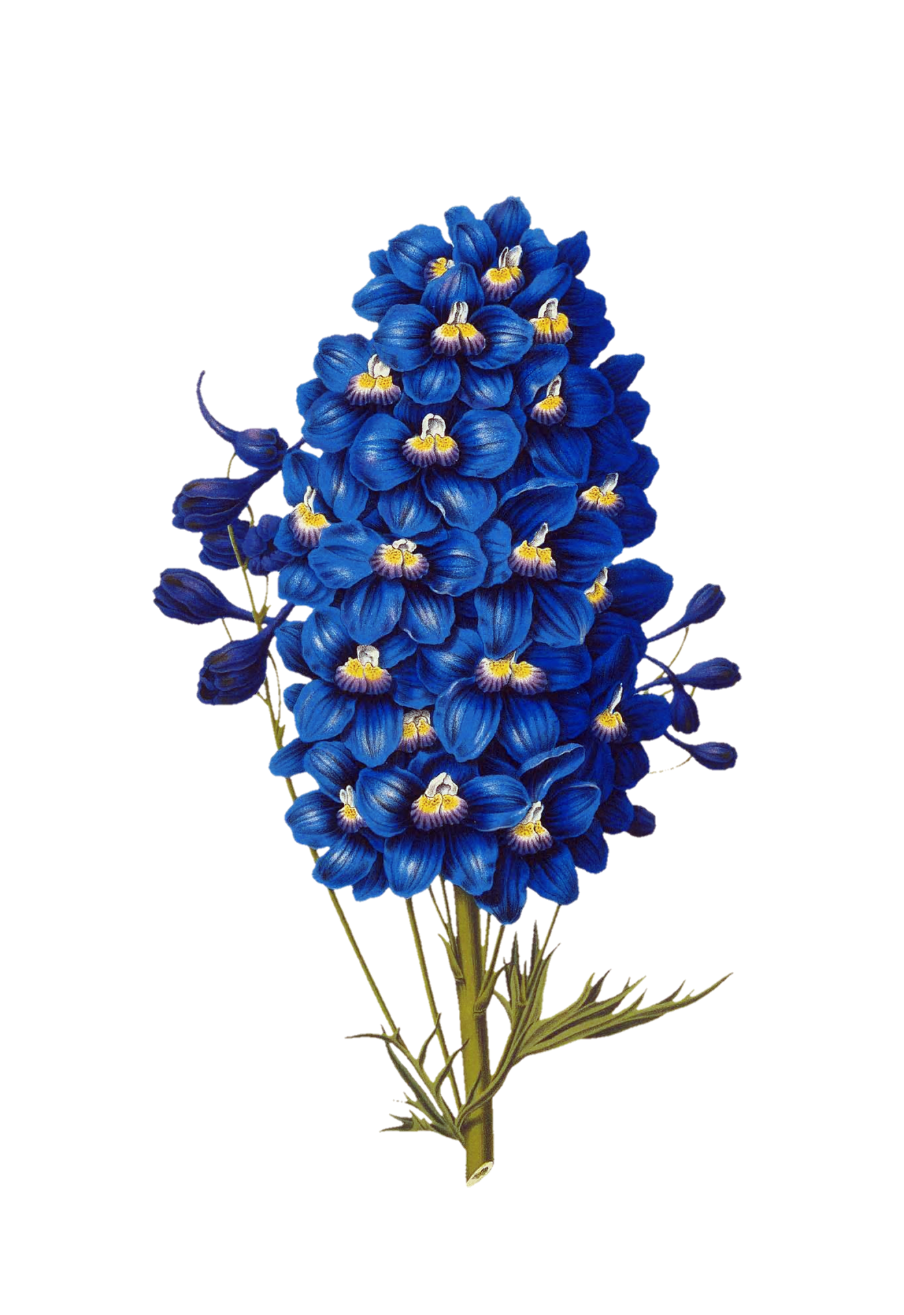 blue plant, presumably poisonous