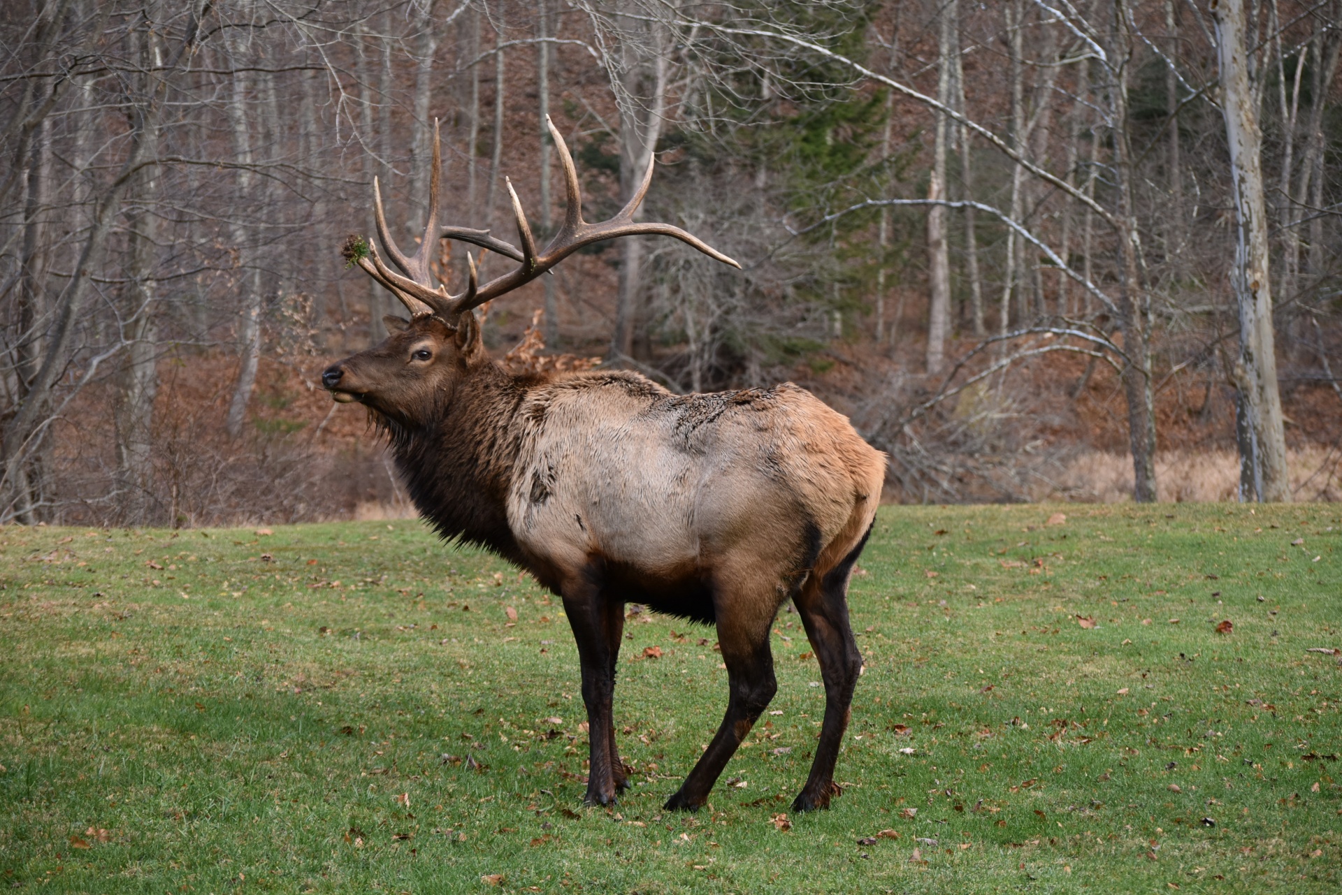 bull-elk-free-stock-photo-public-domain-pictures
