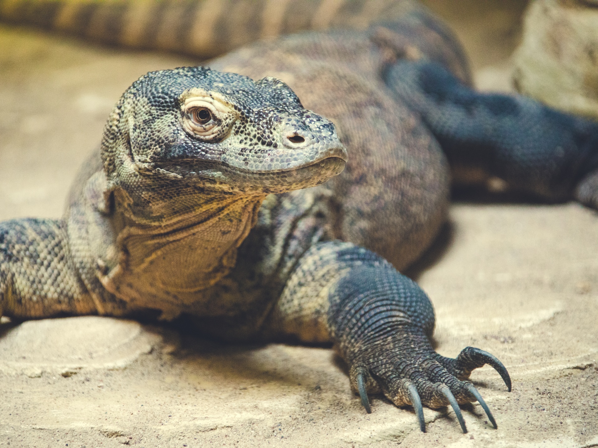 monitor-lizard-free-stock-photo-public-domain-pictures