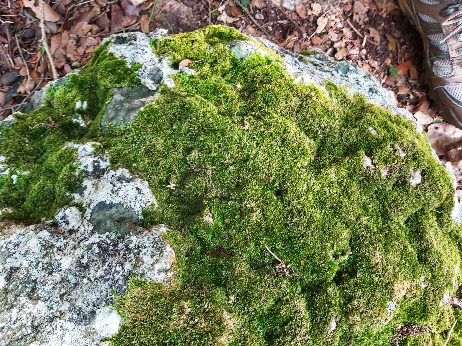 Moss Growing On Rock Free Stock Photo - Public Domain Pictures