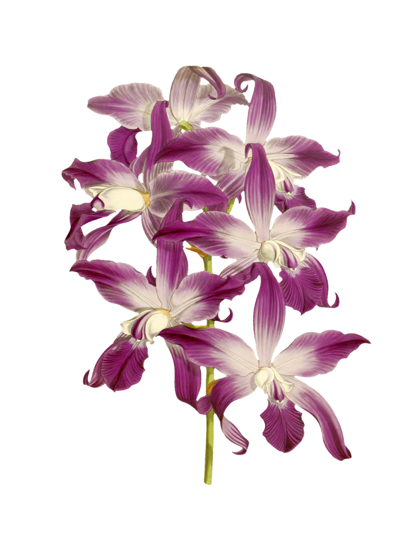 Orchidea festett art clipart