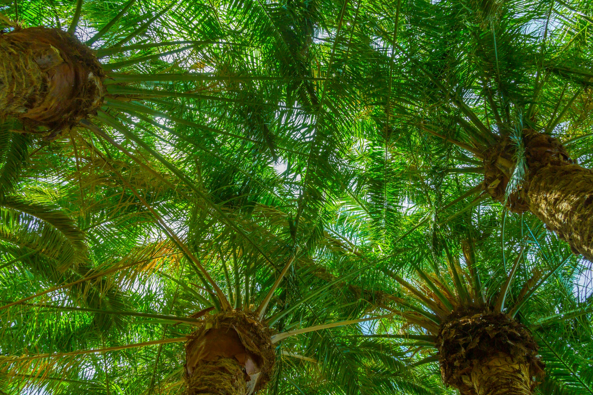 仿真椰子树假椰树盆栽热带植物室内外装饰仿真棕榈树盆景设计造景-阿里巴巴