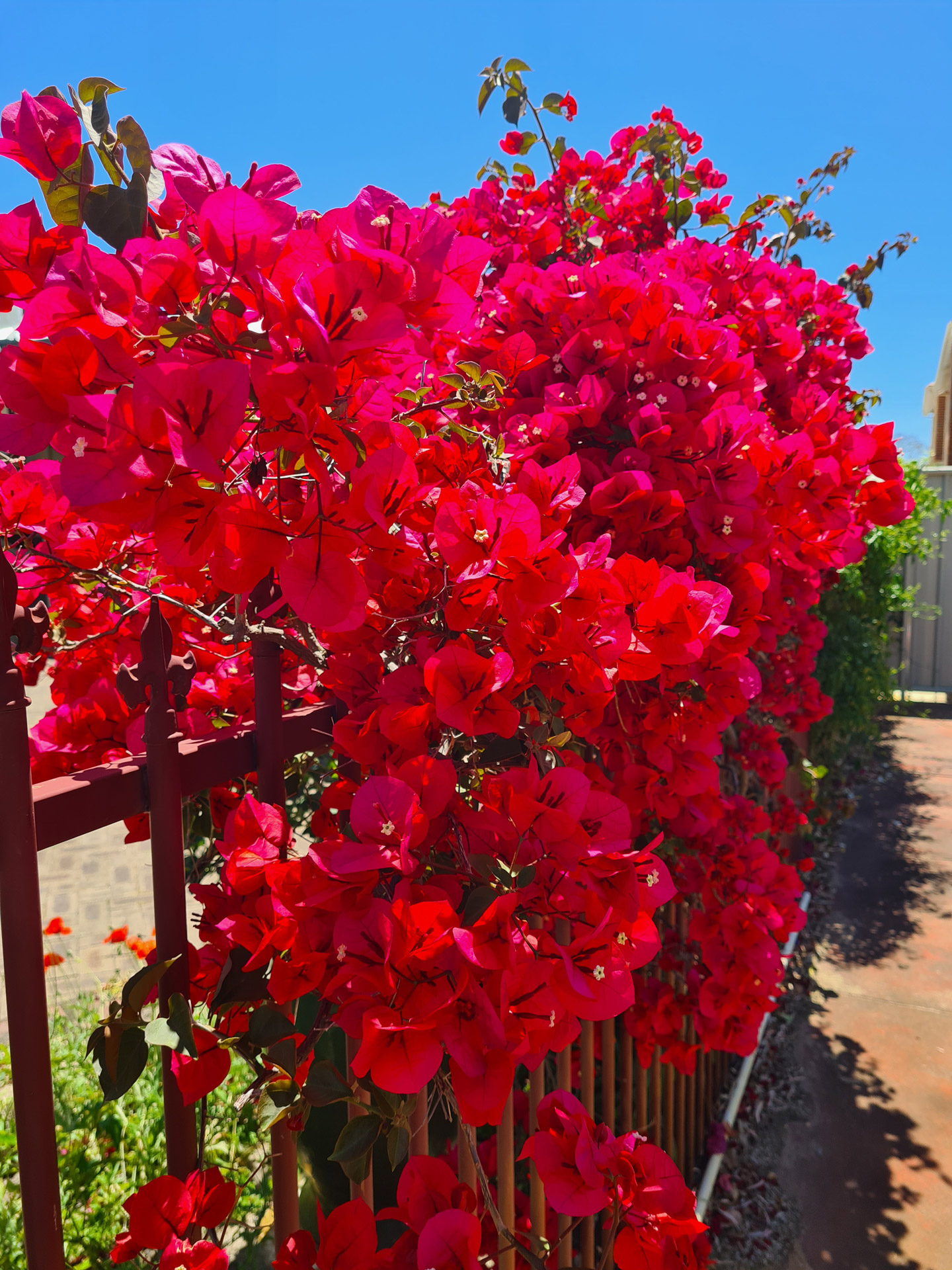 Red Bougainvillea Free Stock Photo - Public Domain Pictures