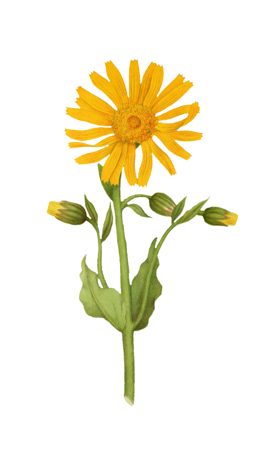 Sunflower Painted Art Clipart Free Stock Photo - Public Domain Pictures