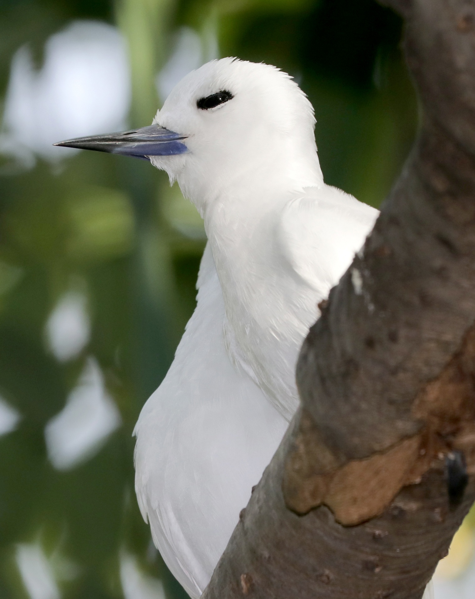 White Tern Free Stock Photo - Public Domain Pictures