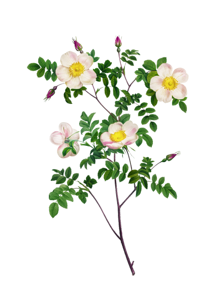 バラの花のヴィンテージ絵画 無料画像 Public Domain Pictures