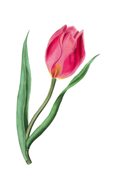 Tulip Pink Vintage Art Free Stock Photo - Public Domain Pictures