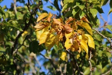 A cluster of yellow leaves