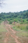 A group of giraffe on a dirt road