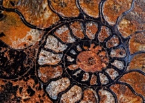 Ammonite Fossilization Prehistoric Times