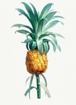 Pineapple fruit vintage painting