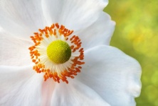 Fleur de fleur d'anémone sur blanc