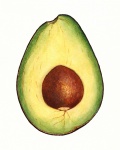 Pictura vintage cu fructe de avocado
