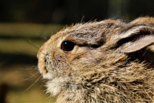 Baby Rabbit Close-up Profile