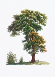 Arte vintage de botánica de árbol