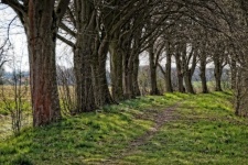 Krajobraz ścieżka aleja drzew