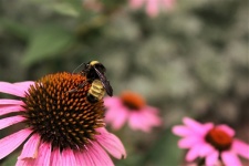 Пчела на фоне розовых цветов