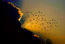 Migração de pássaros