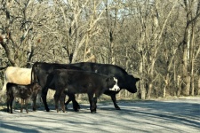 Vacas en blanco y negro en la carretera