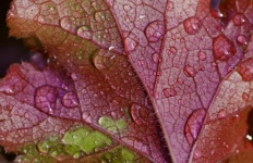 Лист листва красная капля воды