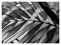 Palm leaves black white