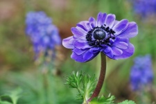 Blue Poppy Anemone Background