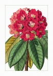Affiche vintage de fleur de rhododendron