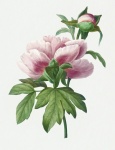 Floare roz vintage vechi