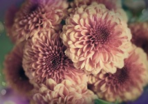 Květiny Dahlia Blossoms Photography