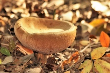 Bowl Shaped Bolete Mushroom