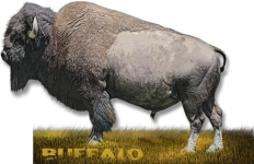 Arte de pie de búfalo