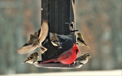 Cardinal and Goldfinch on Feeder