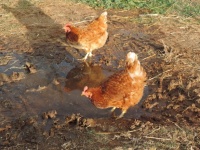 Pollos en busca de alimento