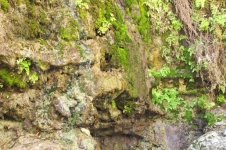 Close-up van klif met planten