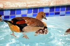 Colourful back of egyptian goose