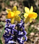 Narcisy a hyacint zblízka