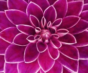 Цветок георгина цветок розовый
