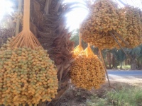 Palmier de curmale