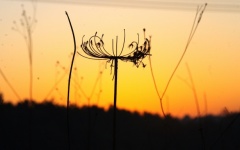Delicate Weed Silhouette At Sunrise