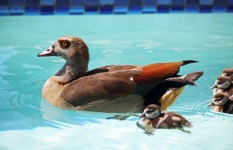 Egyptian Goose & Goslings In Pool